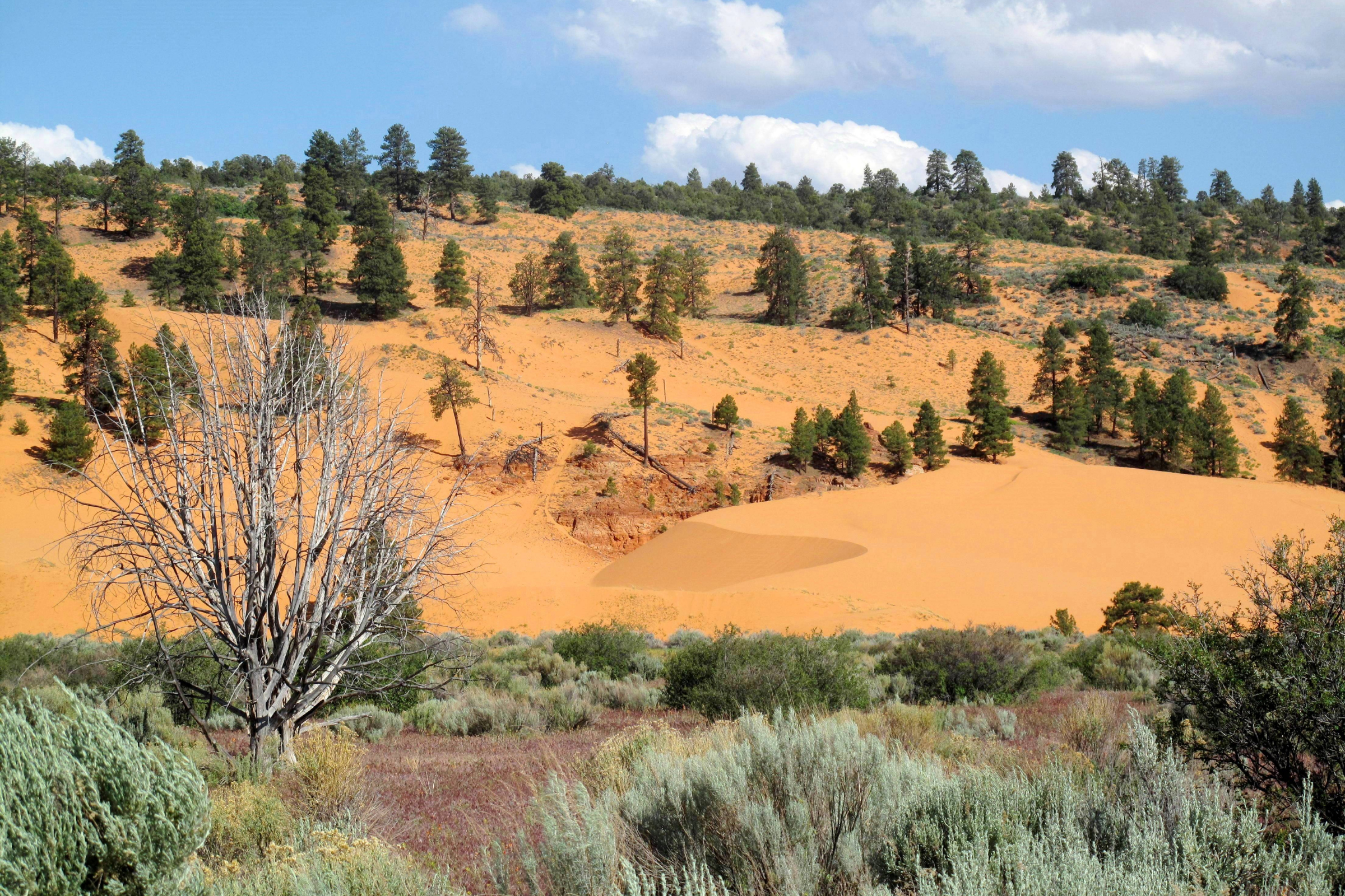 coral pink sand dunes national park, utah (3).webp